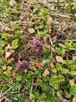 Purpurrote Taubnessel – Lamium purpureum